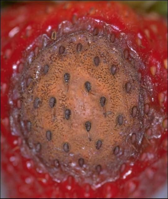 Figure 2. Spore mass of C. acutatum on anthracnose lesion