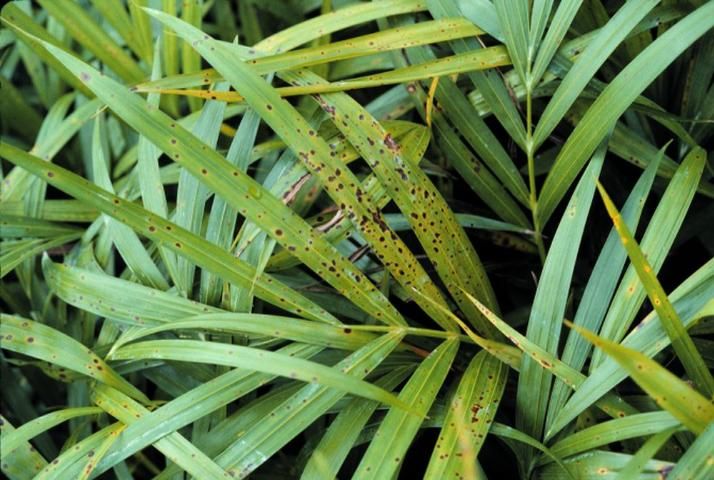 Figure 2. Leaf spots on palm leaflets. These are brown with a chlorotic (yellow) halo. Note that as spots increase in number and size that there is a merging of dead tissue (blight).