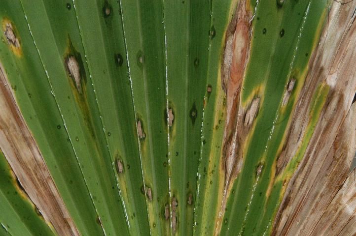 Figure 1. Multiple stages of leaf spots on palm leaf blade – small lesions surrounded by water soaking to large areas of blighted, necrotic tissue.