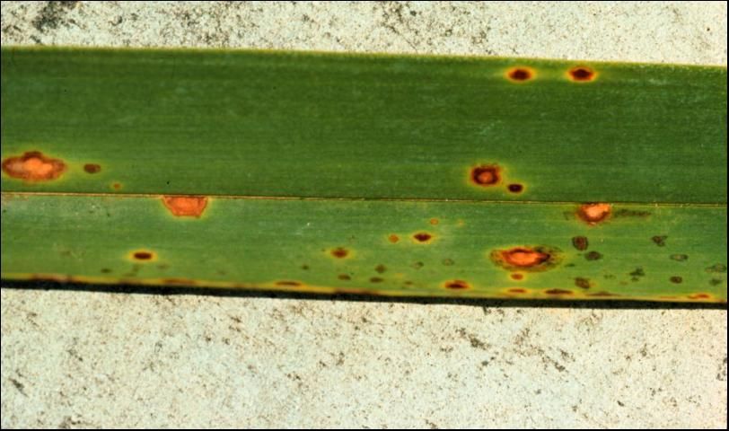 Figure 3. Leaf spots often change in color and size as the disease progresses.