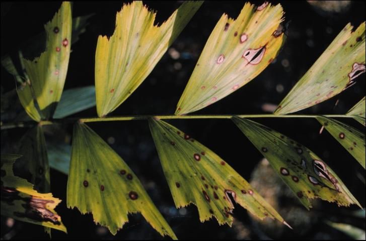 Figure 5. These leaf spots on Wodyetia bifurcata are necrotic tissue surrounded by a brown halo. They are often observed when iron deficiency is also a problem, as shown in this photo.