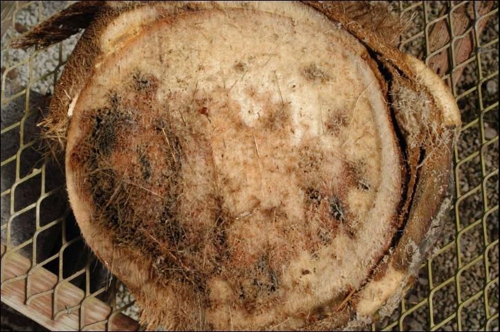 Figure 5. Cross-section of Cocos nucifera trunk illustrating that the rot caused by Thielaviopsis paradoxa occurs on only one side of the trunk and moves from the outside to the inside of the trunk.