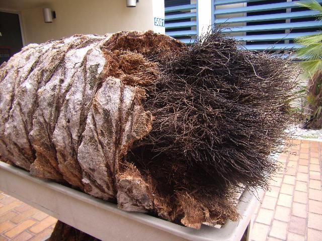 Figure 7. The only tissues remaining in this Phoenix dactylifera trunk section are the fibers (strings). The fungus has degraded the rest of the trunk tissue.