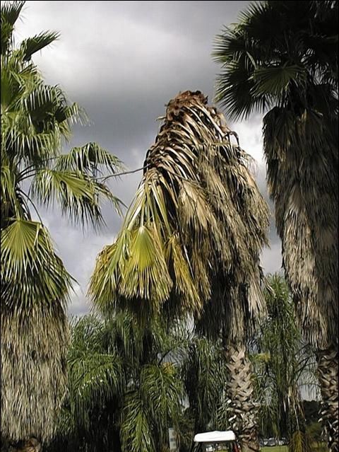Figure 1. Washingtonia robusta with trunk collapsed on itself due to Thielaviopsis trunk rot.