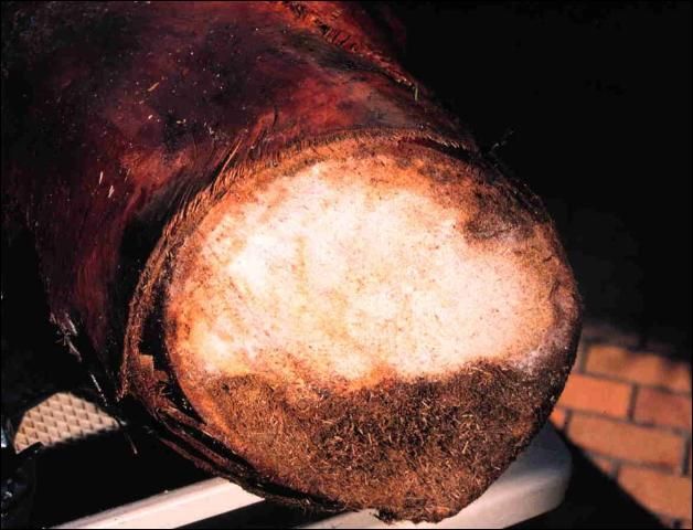 Figure 4. Cross-section of Washingtonia robusta trunk illustrating that the rot caused by Thielaviopsis paradoxa occurs on only one side of the trunk and moves from the outside to the inside of the trunk.