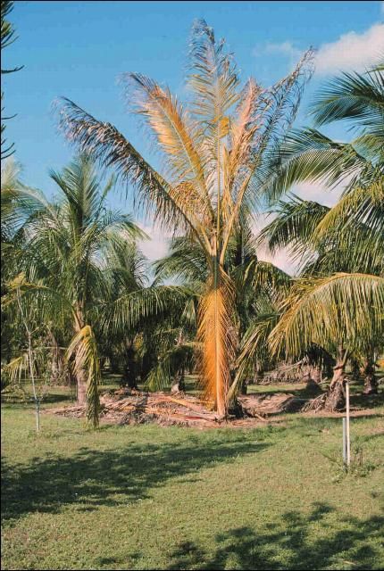 Figure 2. Foliar yellowing symptoms of Cocos nucifera due to Lethal Yellowing.