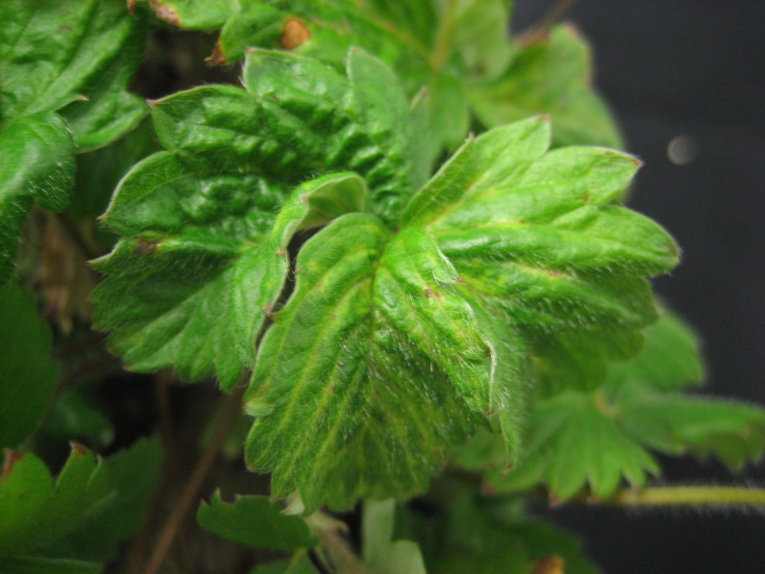 Close-up of a strawberry plant showing leaf crinkle virus symptoms. 
