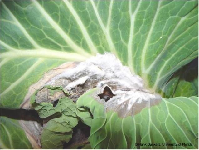 Figure 8. Fluffy white mycelial growth on an outer leaf of S. sclerotiorum-infected cabbage.
