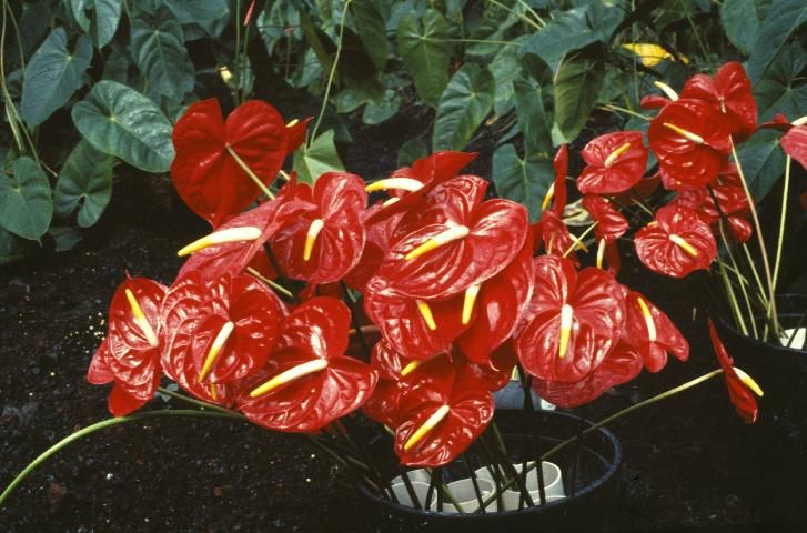 Figure 1. Anthurium 'Kozohara' used in cut-flower production.
