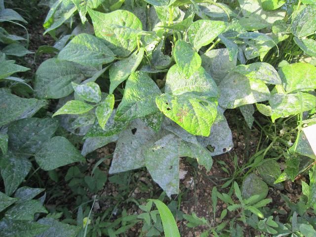 Figure 9. Severe infection of powdery mildew on snap beans.