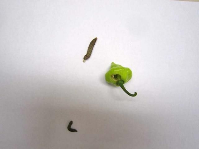 Figure 11. Habanro pepper fruit damaged by armyworms.