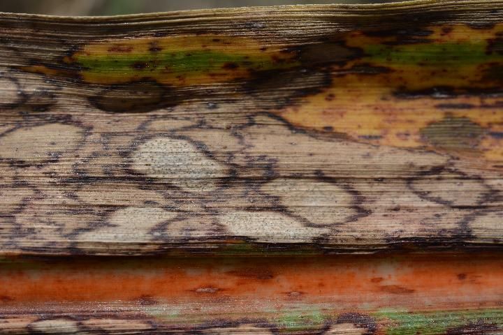Figure 3. Sugarcane leaf with old ring spot lesions showing small black fruiting bodies of the pathogen.