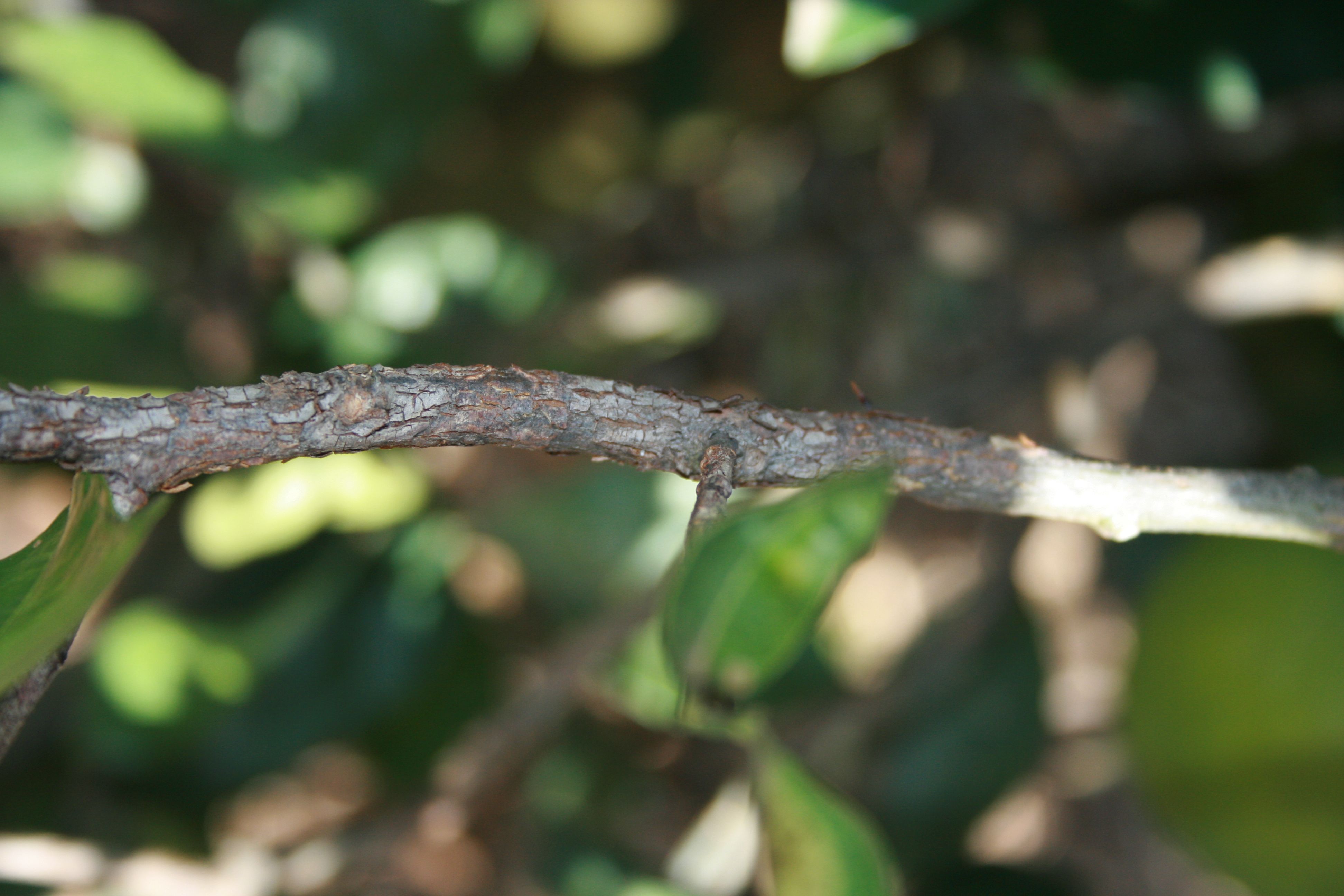 Severe bark scaling stem symptoms.