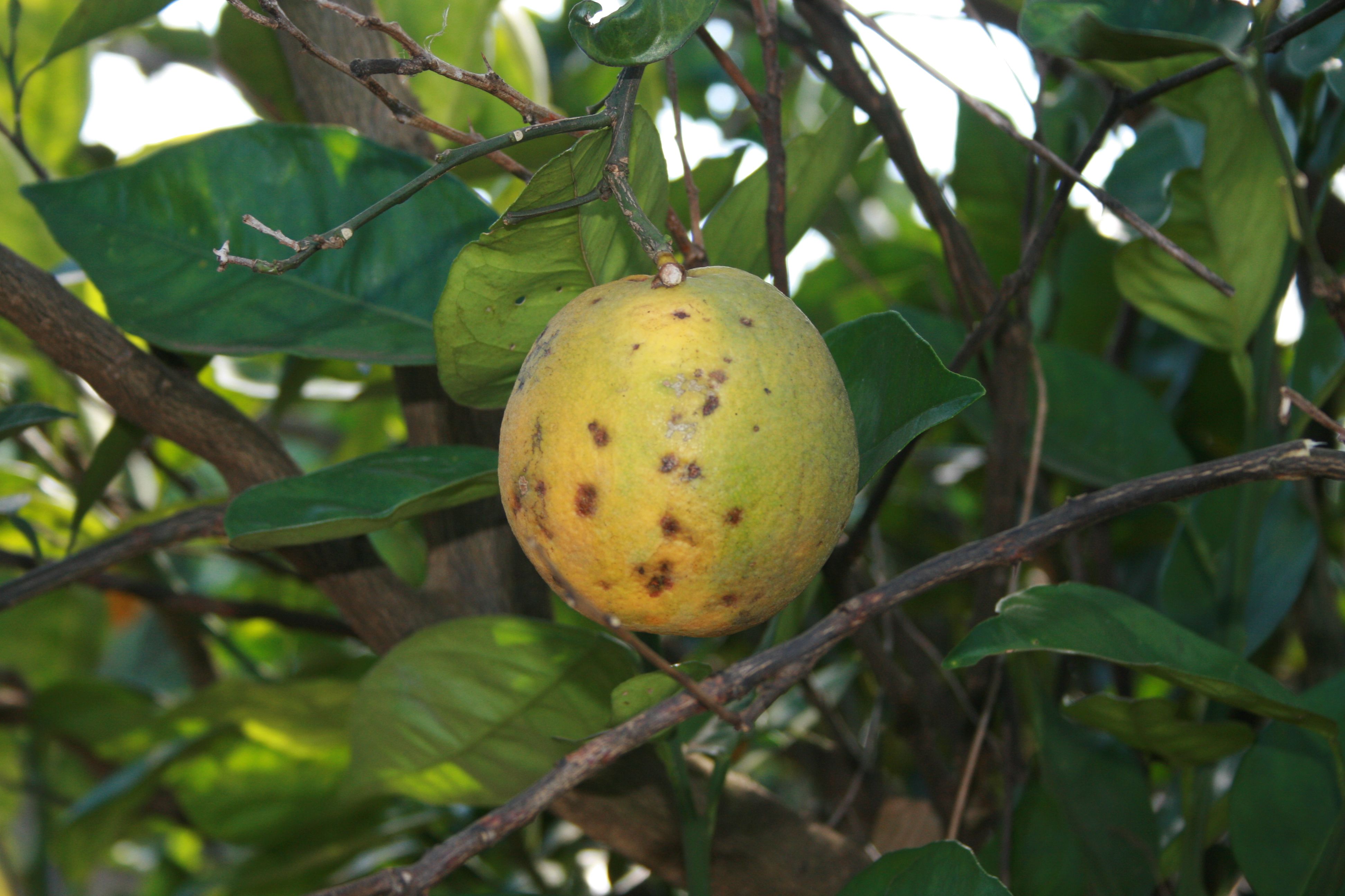 Fruit symptoms showing color change.