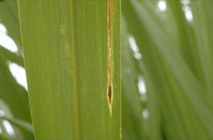 Figure 1. Eyespot lesion and runner on a sugarcane leaf.