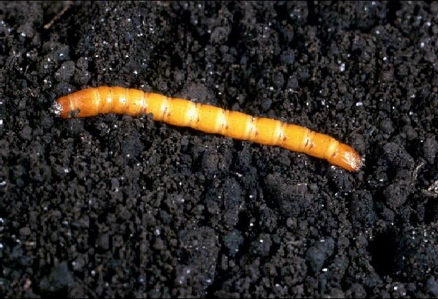 Figure 1. Wireworm larva.