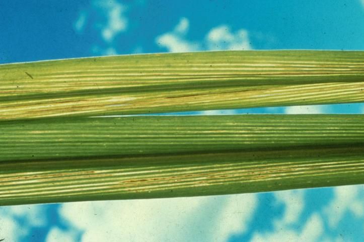 Figure 22. Manganese deficiency first appears on younger leaves. Interveinal chlorosis occurs from the leaf tip toward the middle of the leaf.