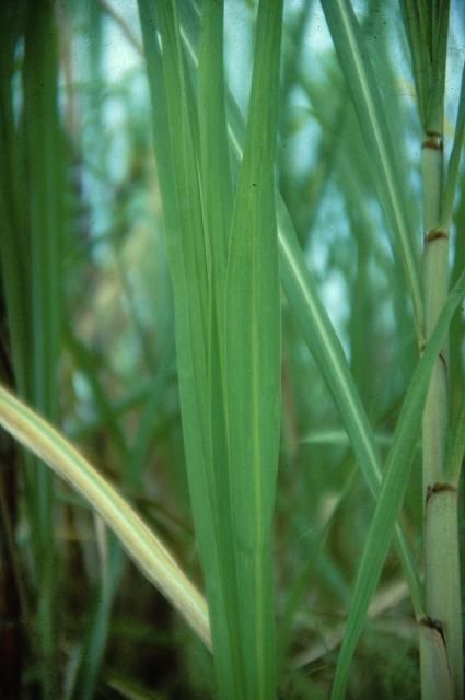 Figure 25. Older leaves first show N deficiency. Symptoms become generalized over the whole plant and older leaves die back. Young leaves are pale-green and stalks are slender when under long-term N deficiency stress.