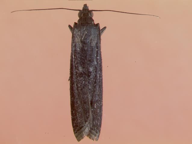 Figure 4. Lesser cornstalk borer adult (female)