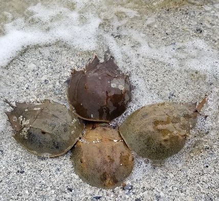 Figure 2. A female horseshoe crab with attached male and two satellite males nesting on the beach.