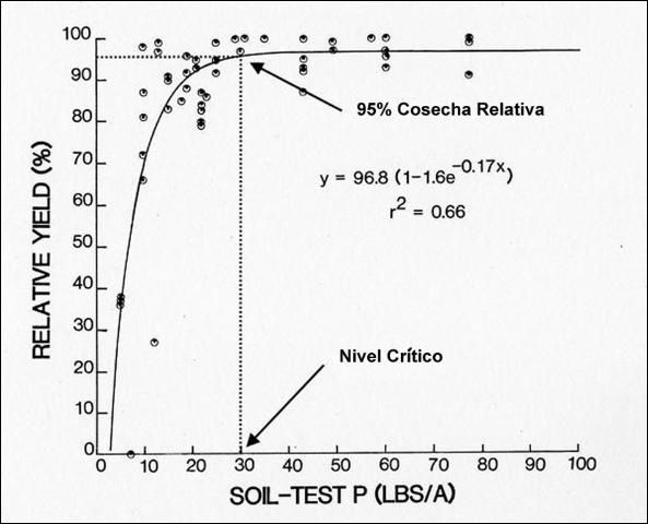 Respuesta de la lechuga Crisphead a differentes niveles de fósforo en el suelo 