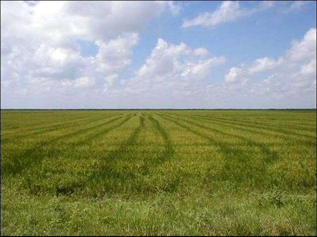 Figure 8. Un cultivo de cobertura como el arroz reduce la erosión y oxidación de los suelos orgánicos.