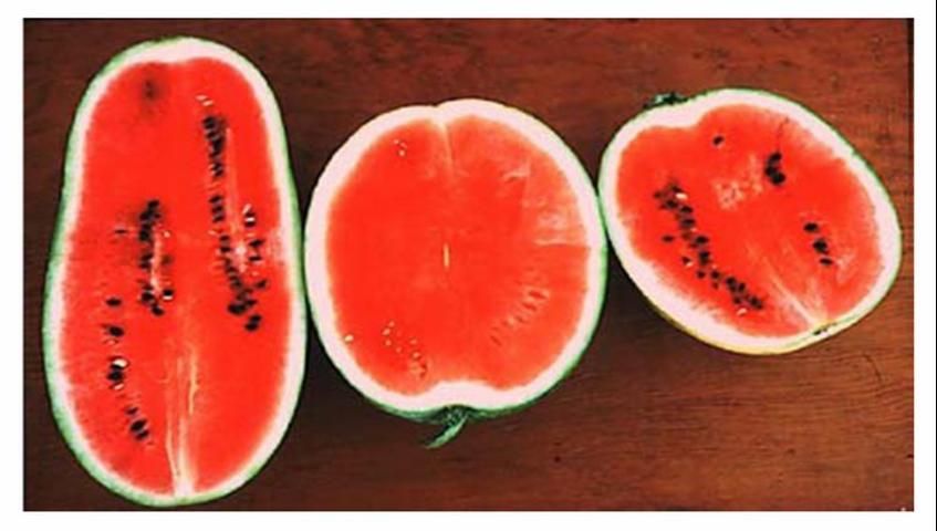 Figure 2. Seeded and seedless watermelon fruits (from D. N. Maynard 2003).