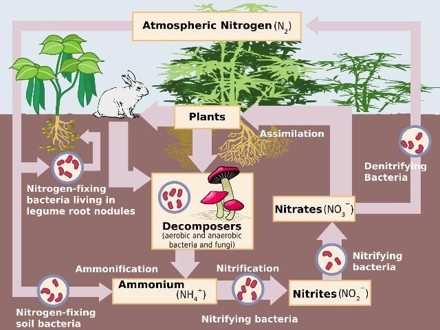 Figure 1. The Nitrogen Cycle. Bacteria that naturally decompose organic material are used in the septic tank to begin the treatment process, which continues in the drain field through processes of nitrification, denitrification, and plant assimilation.