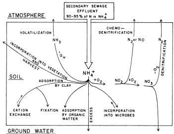 Figure 2. Nitrogen transformations below a septic system drain field.