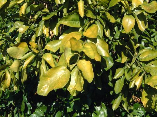 Figure 3. These citrus leaves show K-deficiency symptoms, including chlorosis and necrotic spotting of leaves.