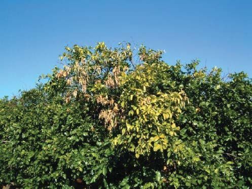 This citrus tree shows chlorosis and necrotic spotting of leaves, both symptoms of a K deficiency.
