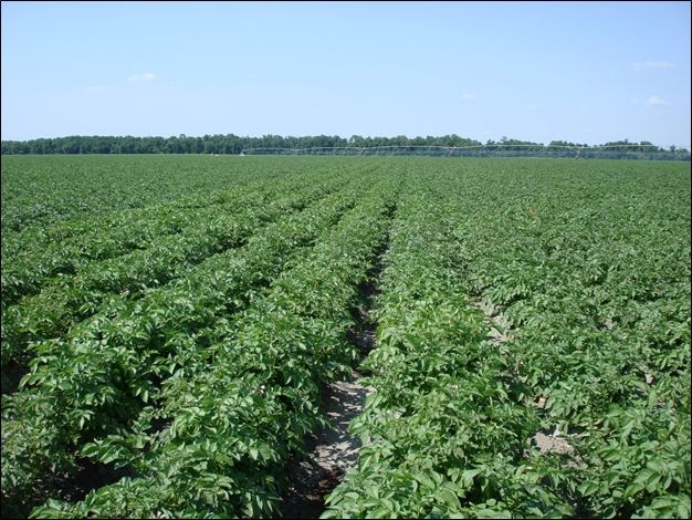 Figure 1. Center-pivo-irrigated potato in Florida.