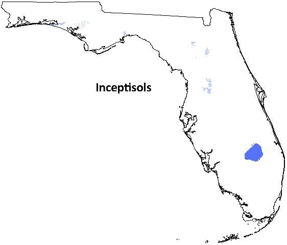 Figure 7. Distribution of Inceptisols in Florida.