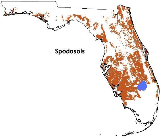Figure 1. Distribution of Spodosols in Florida.