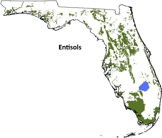Figure 2. Distribution of entisols in Florida.
