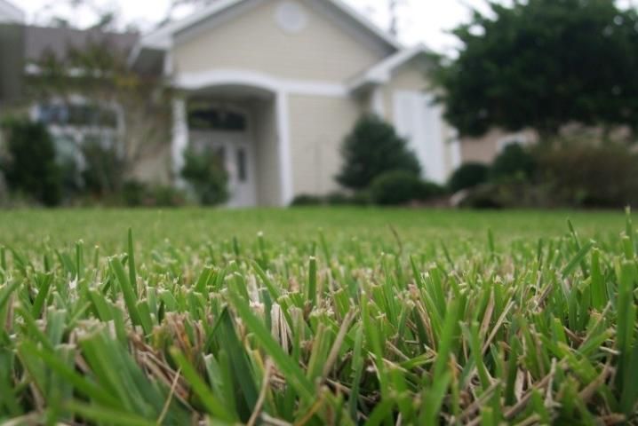 Figure 2. St. Augustinegrass Lawn.