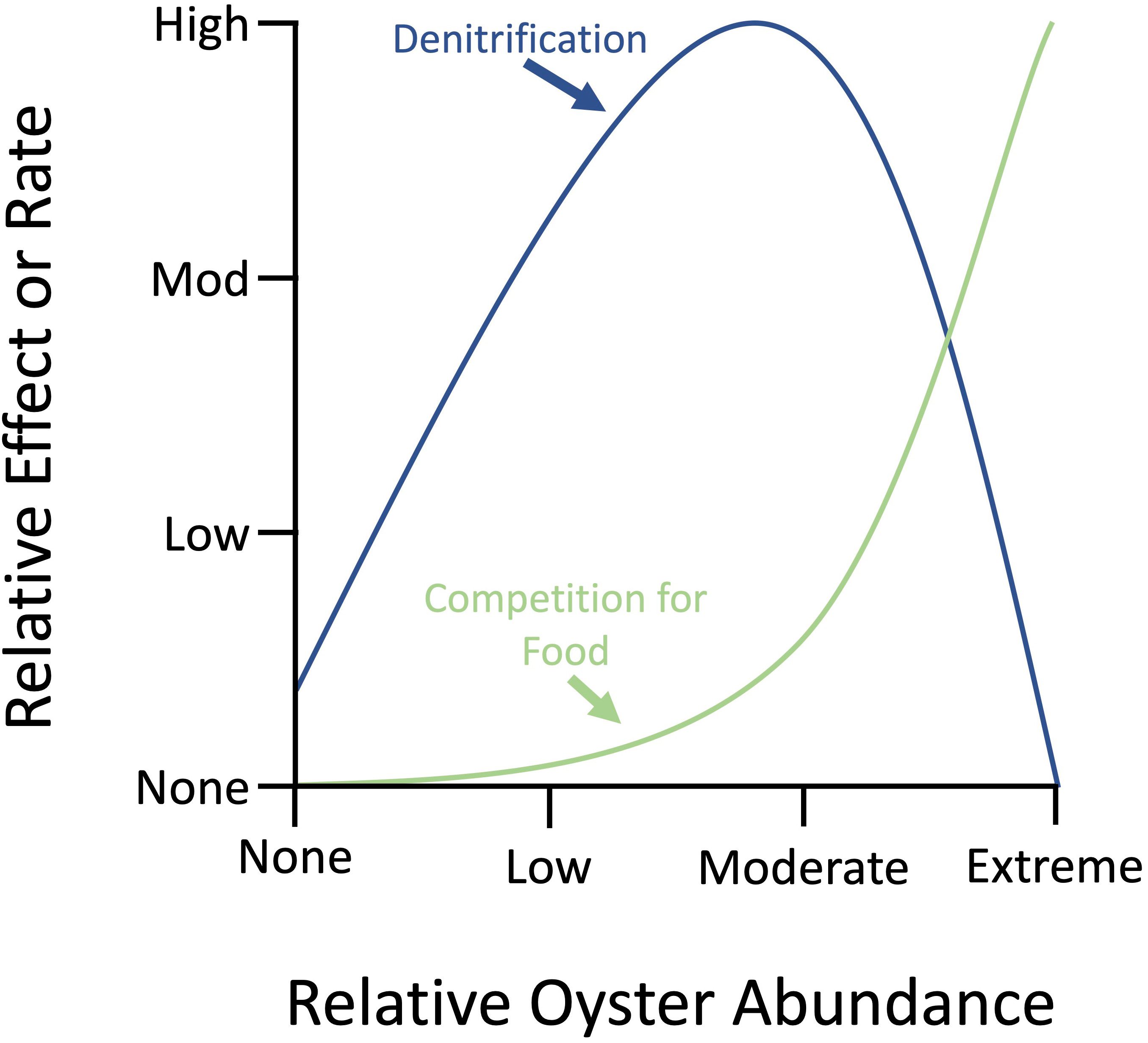 Effect of increasing oyster abundance on food and denitrification. At high oyster abundances, competition for food may exist. In locations with heavy biodeposition from extreme oyster abundance, sediment oxygen and denitrification will decline. 