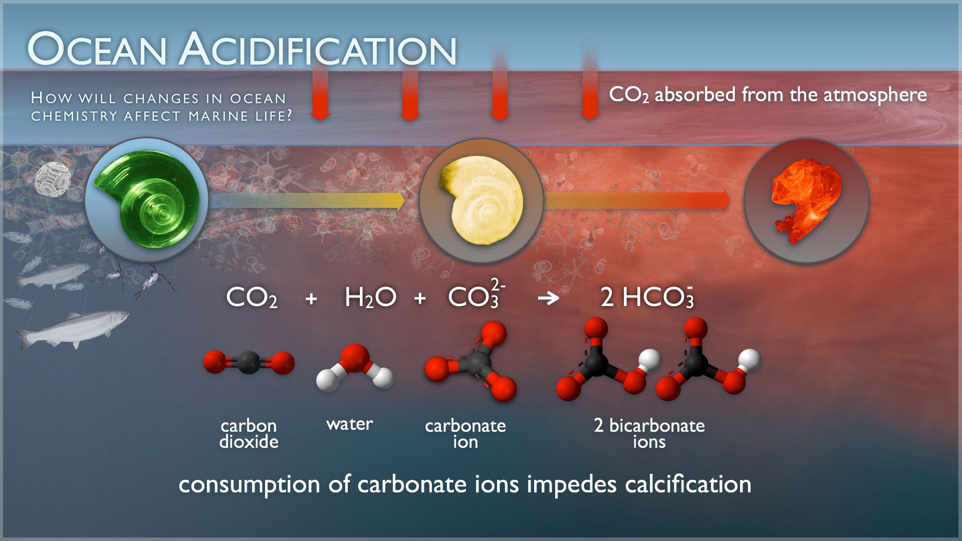 Diagram created by the National Oceanic and Atmospheric Administration (NOAA) to explain the mechanisms leading to ocean acidification and the impact on calcifying organisms. In brief, the ocean absorbs carbon dioxide (CO2) from the atmosphere and reacts with water (H2O) and carbonate (CO32-) to produce bicarbonate (HCO3-). Rising atmospheric CO2 levels have increased the amount of dissolved CO2 in the ocean, shifting the balance of the carbonate chemistry system toward producing more HCO3- and less CO32-. This shift has led to lower seawater pH, which can negatively impact shell development and many other biological processes. 