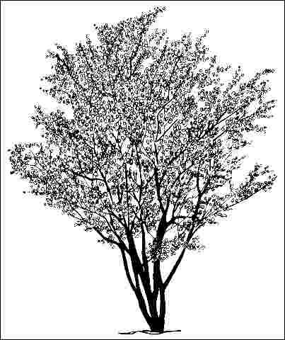 Figure 1. Middle-aged Amelanchier laevis 'Prince Charles': 'Prince Charles' Allegheny Serviceberry