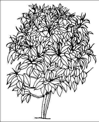Young Ficus elastica 'Variegata': 'Variegata' rubber tree.