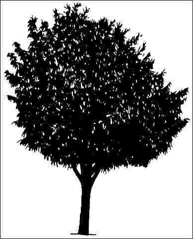 Middle-aged Ficus rubiginosa 'Variegata': 'Variegata' rusty fig.