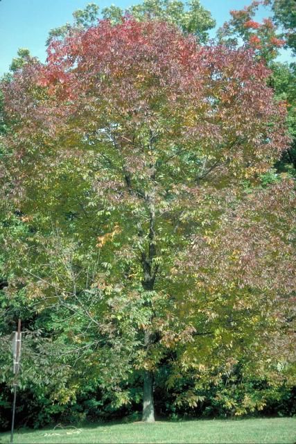 Figure 1. Young Fraxinus americana 'Autumn Purple': 'Autumn Purple' White Ash