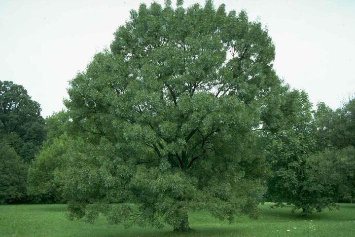 Figure 1. Middle-aged Fraxinus excelsior: Common Ash