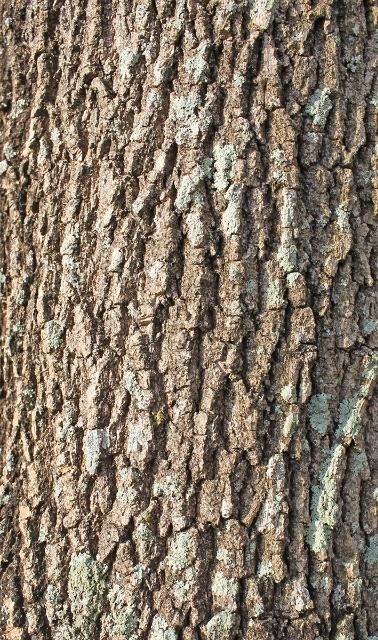 Figure 6. Bark—Fraxinus pennsylvanica: Green ash