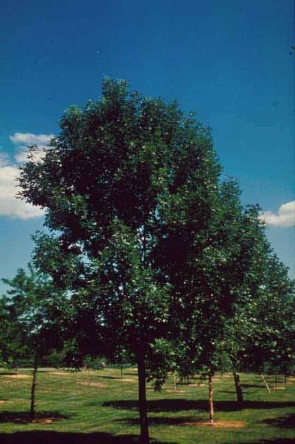 Middle-aged Fraxinus pennsylvanica 'Marshall's Seedless': 'Marshall's Seedless' green ash.