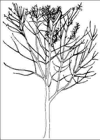 Figure 1. Young Fraxinus pennsylvanica 'Newport': 'Newport' Green Ash