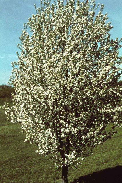 Figure 1. Middle-aged Malus x 'Spring Snow': 'Spring Snow' Crabapple