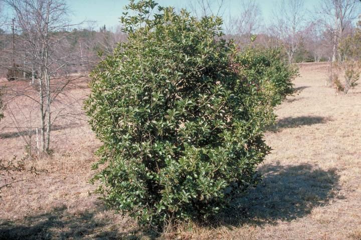 Figure 1. Middle-aged Osmanthus x fortunei: Fortunes Osmanthus