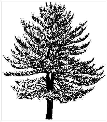 Middle-aged Pinus strobus 'Glauca': 'Glauca' eastern white pine.