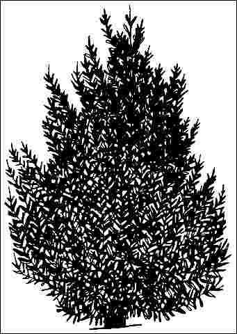 Young Pseudotsuga menziesii var. glauca: Rocky Mountain Douglas-fir.
